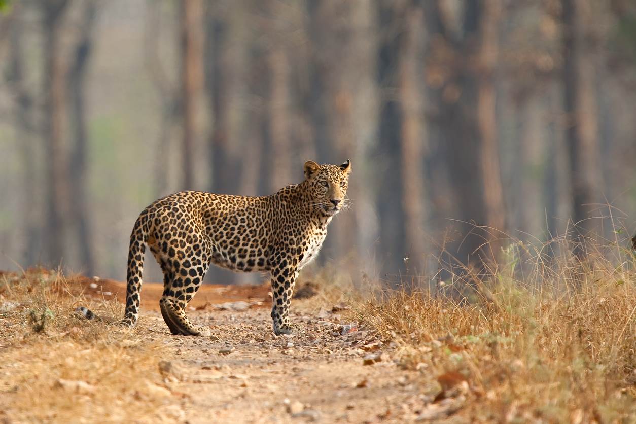 Leopard Nagarhole Kabini